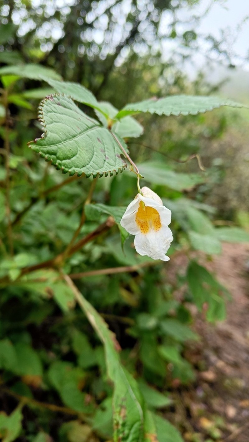 Impatiens inayatii photo 2