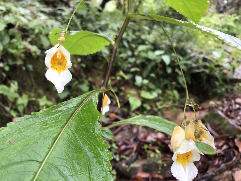 Impatiens inayatii photo 3