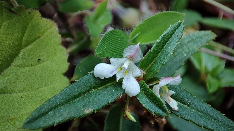 Impatiens inconspicua photo 2
