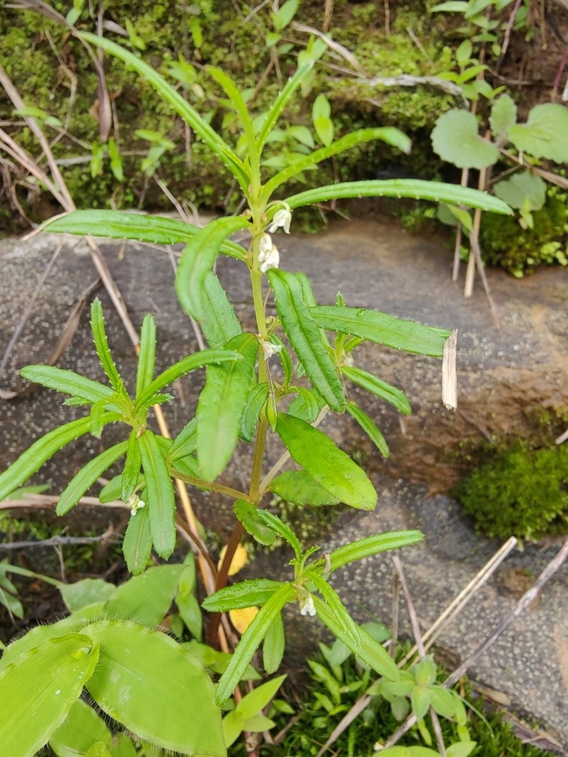 Impatiens inconspicua photo 3