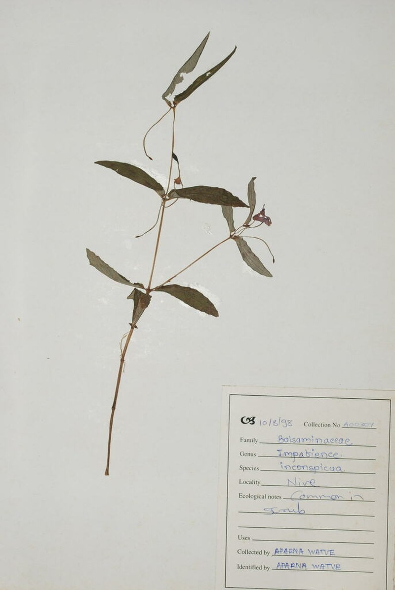 Impatiens inconspicua photo 4