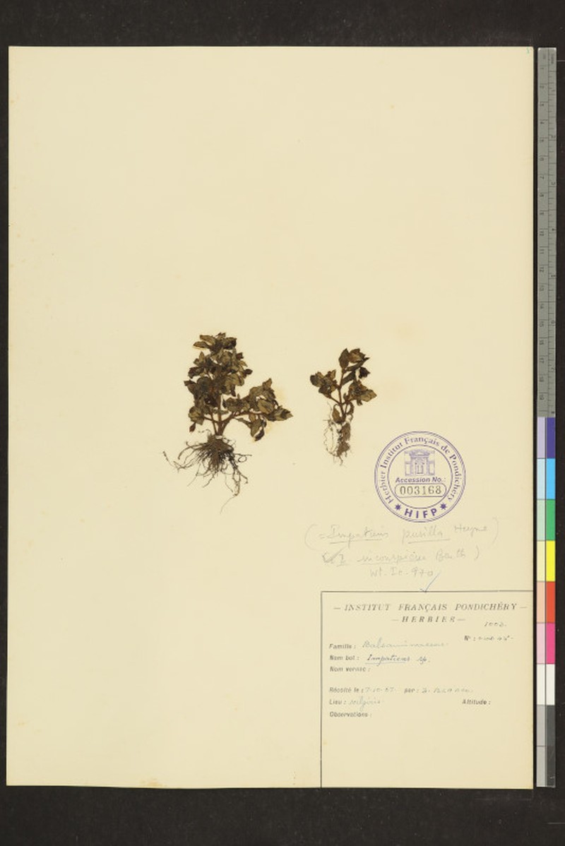 Impatiens inconspicua photo 6
