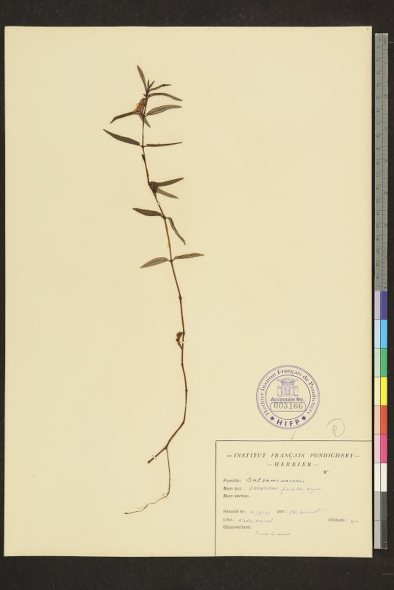 Impatiens inconspicua photo 8