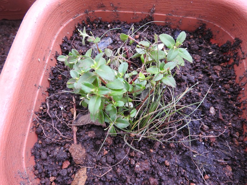 Impatiens inconspicua