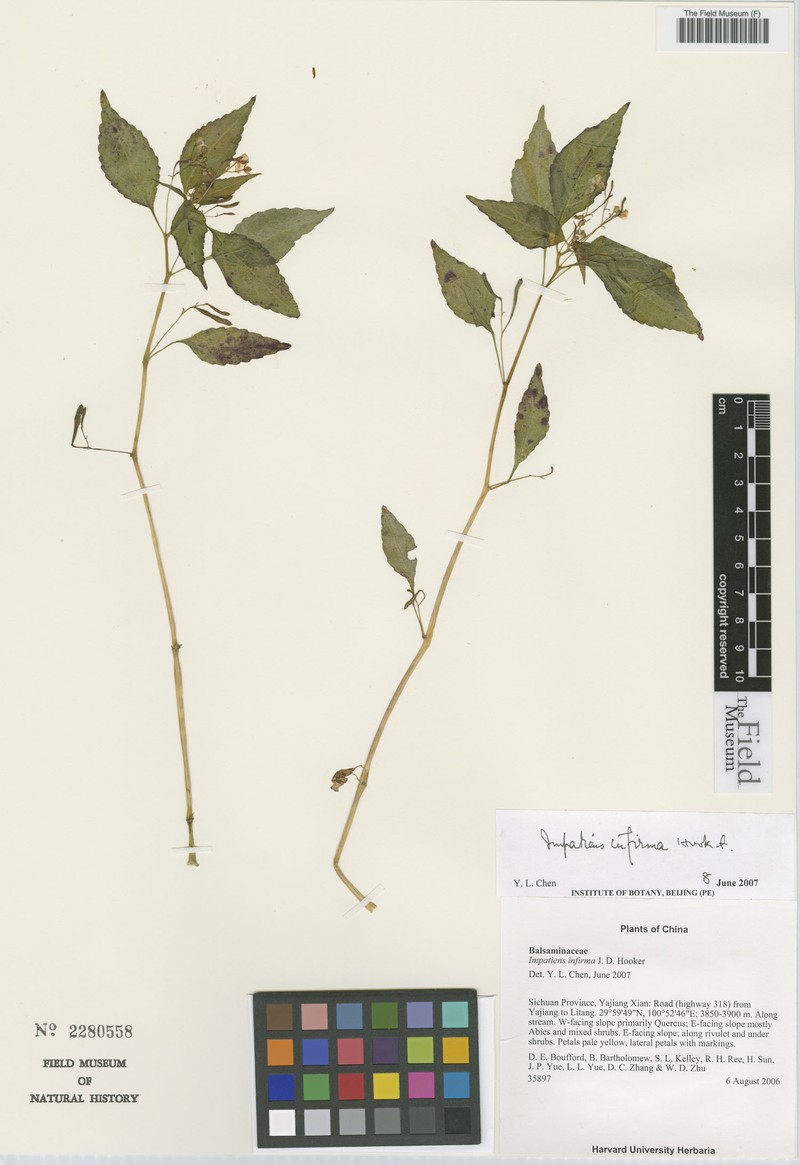 Impatiens infirma photo 2