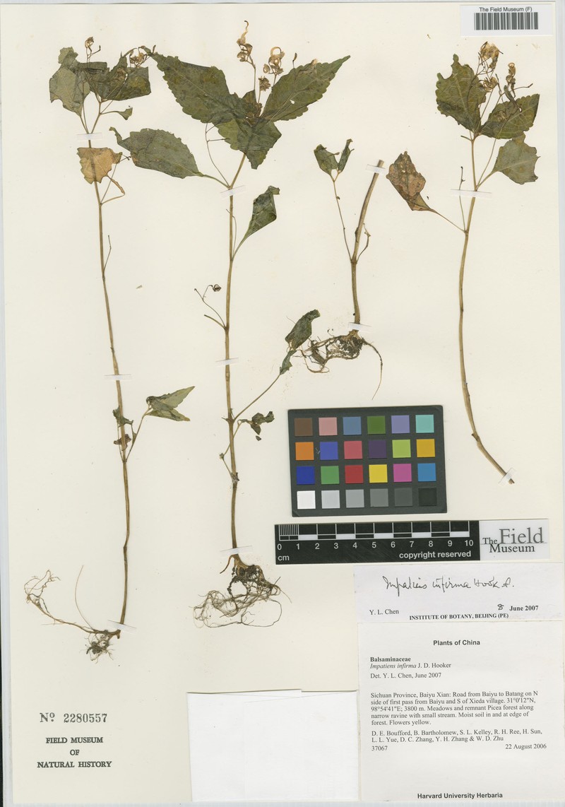 Impatiens infirma photo 4