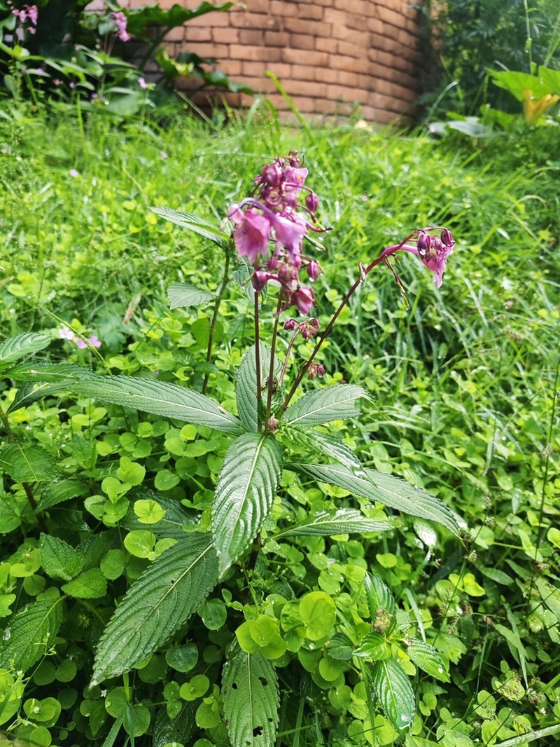 Impatiens insignis photo 2