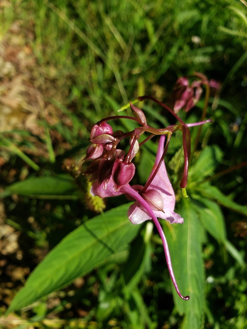 Impatiens insignis photo 4