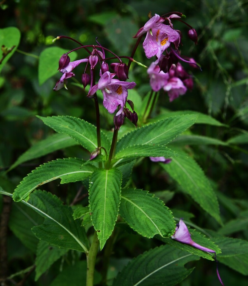 Impatiens insignis photo 5