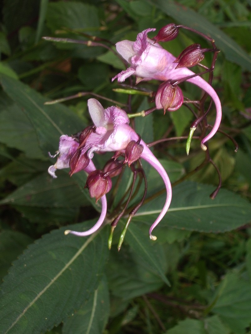 Impatiens insignis photo 6