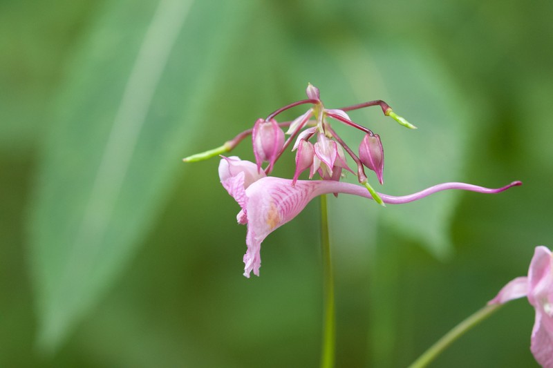 Impatiens insignis photo 7