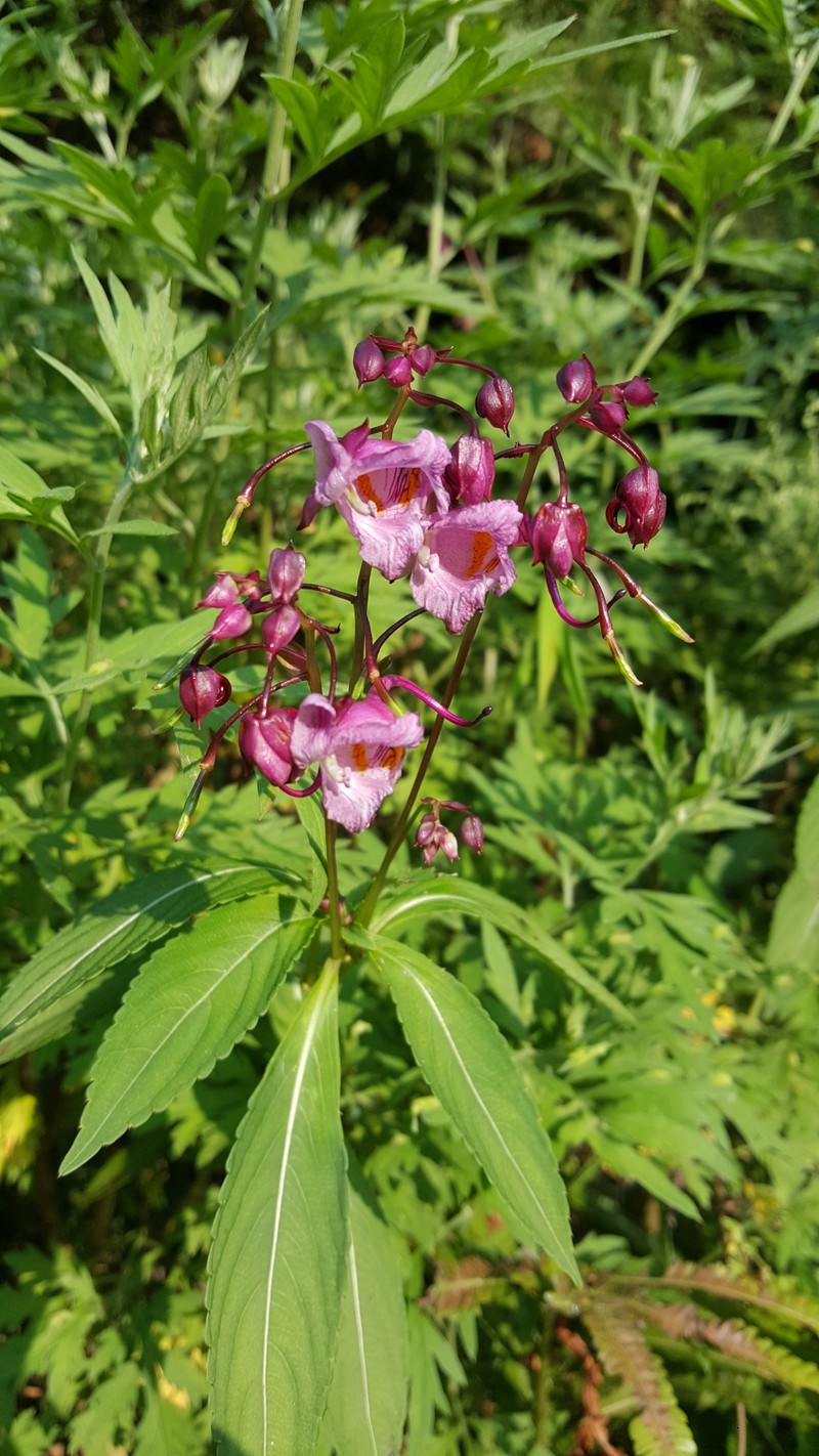 Impatiens insignis photo 8