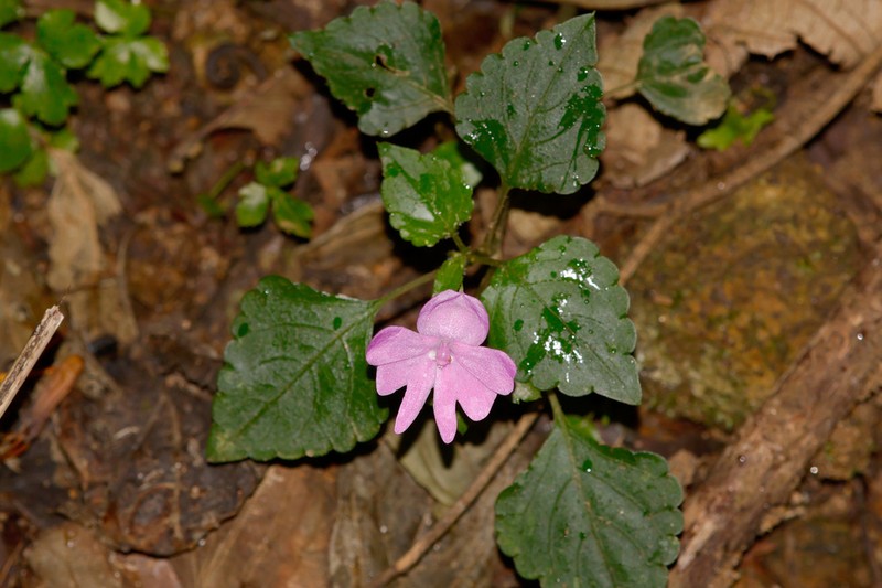 Impatiens ioides
