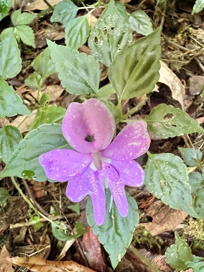 Impatiens ioides photo 2