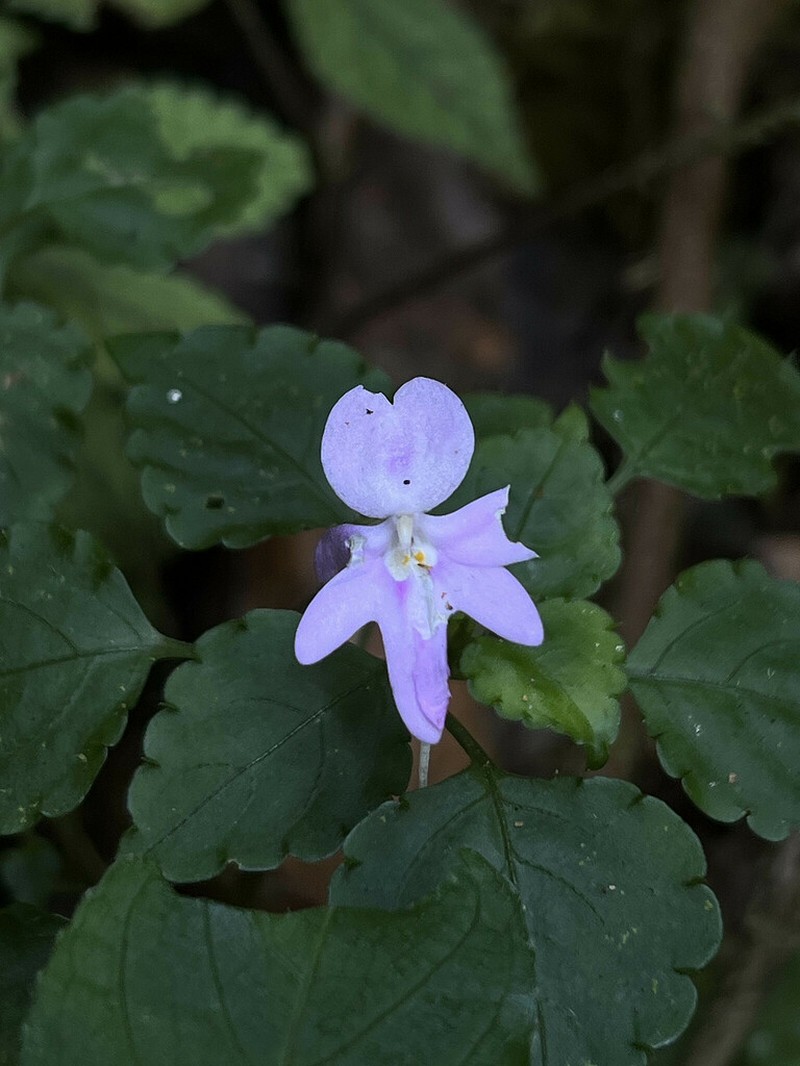 Impatiens ioides photo 3