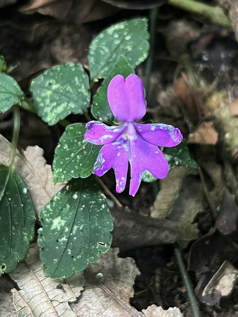 Impatiens ioides photo 4