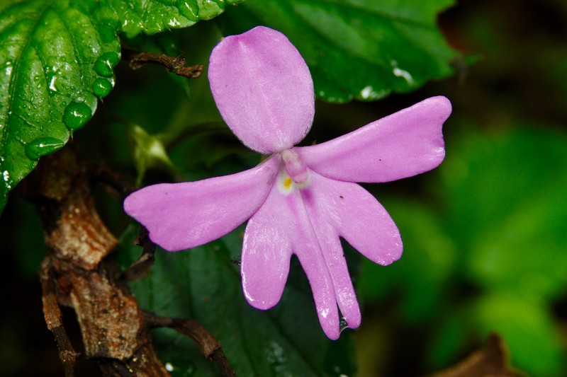 Impatiens ioides photo 5