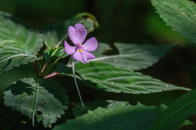 Impatiens ioides photo 6
