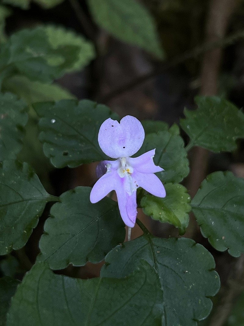 Impatiens ioides photo 7