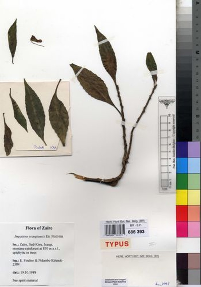 Impatiens irangiensis