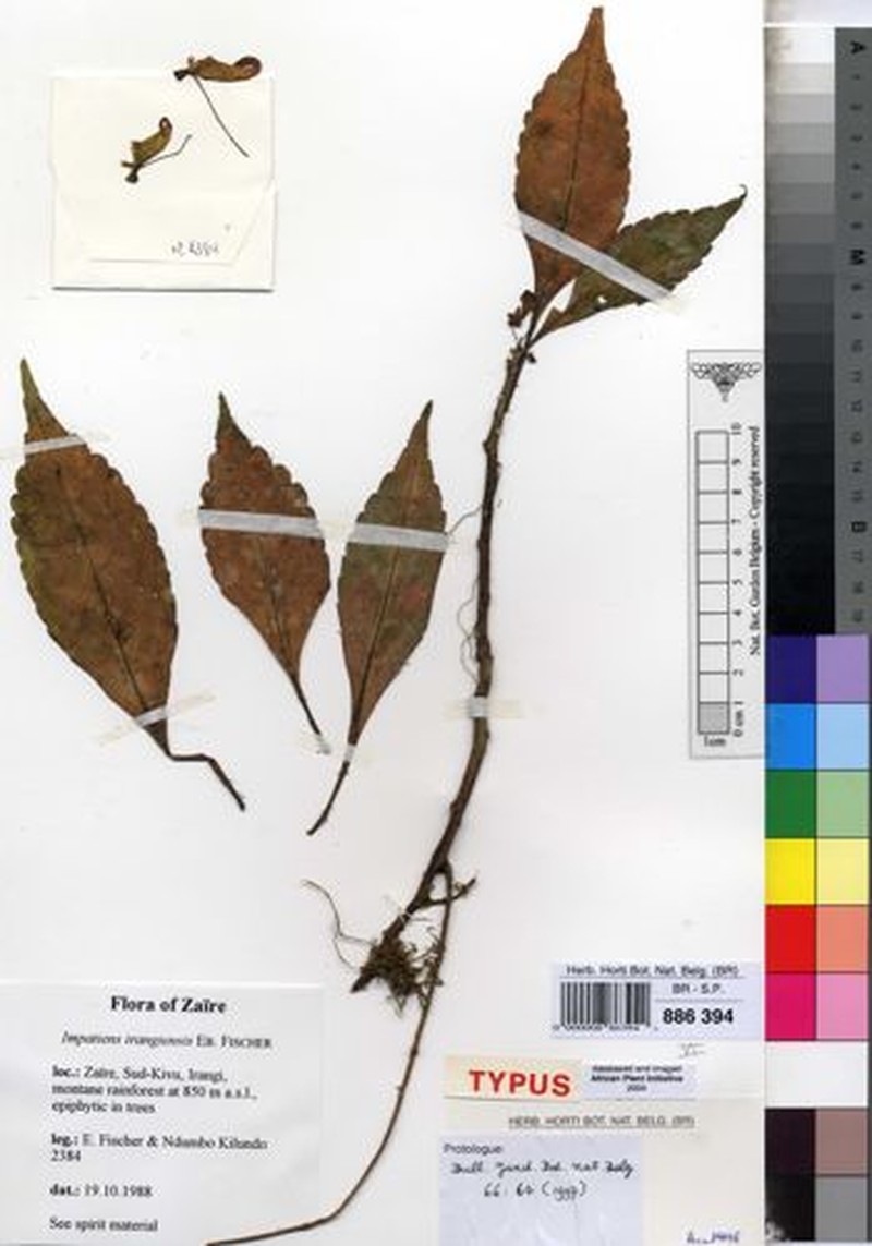 Impatiens irangiensis photo 2