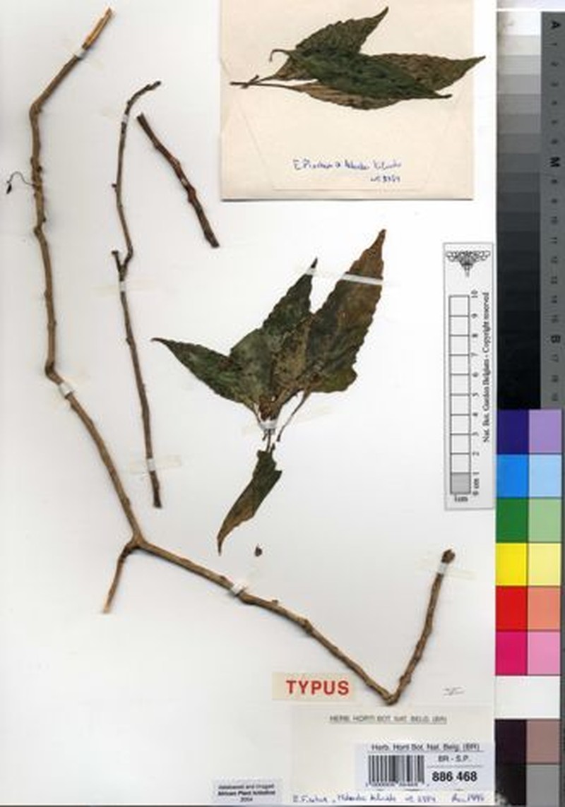 Impatiens irangiensis photo 4