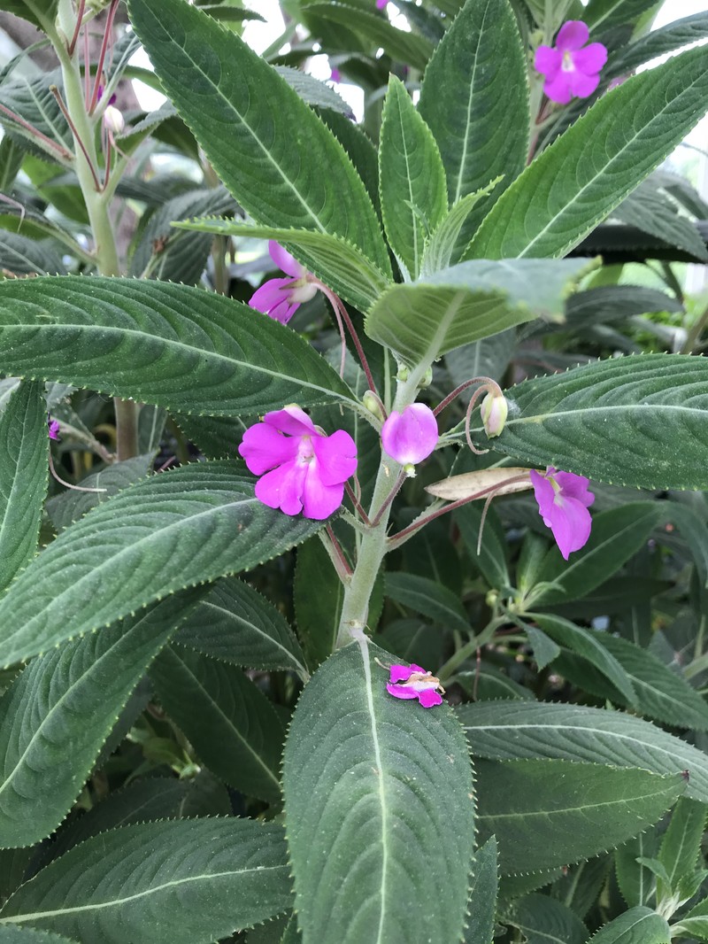 Impatiens irvingii