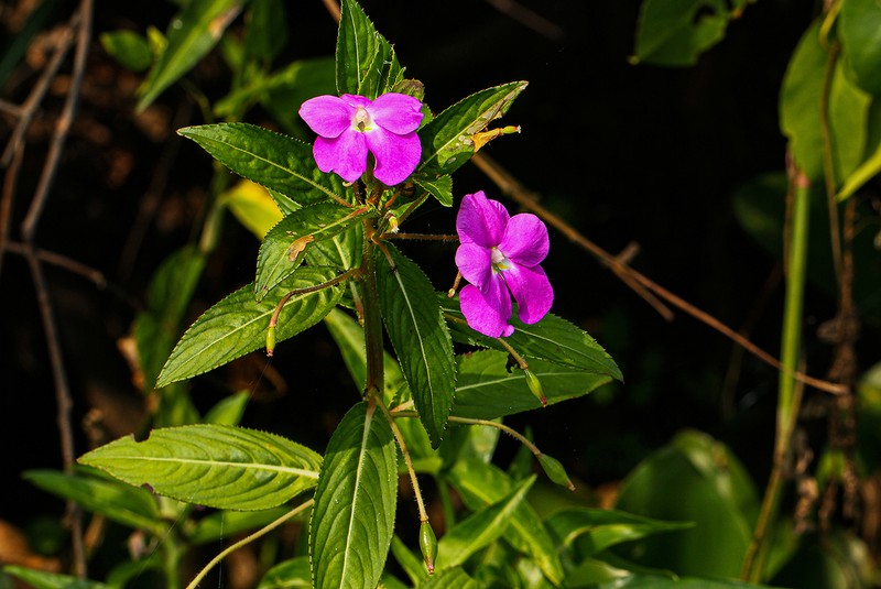 Impatiens irvingii photo 2