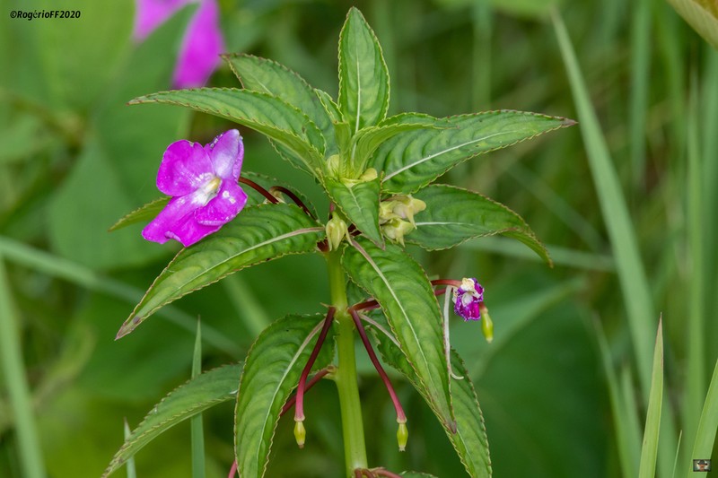 Impatiens irvingii photo 3