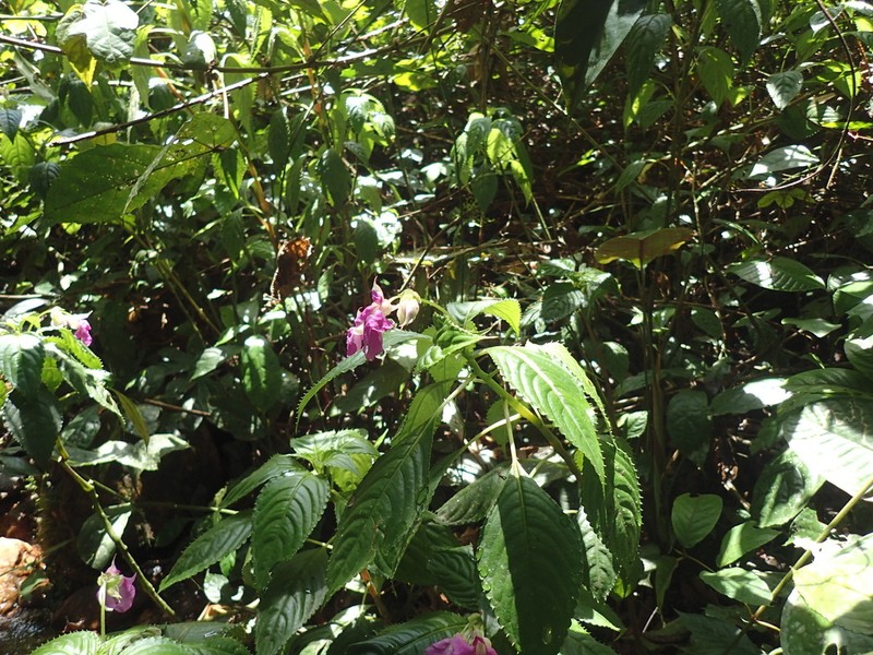 Impatiens irvingii photo 4