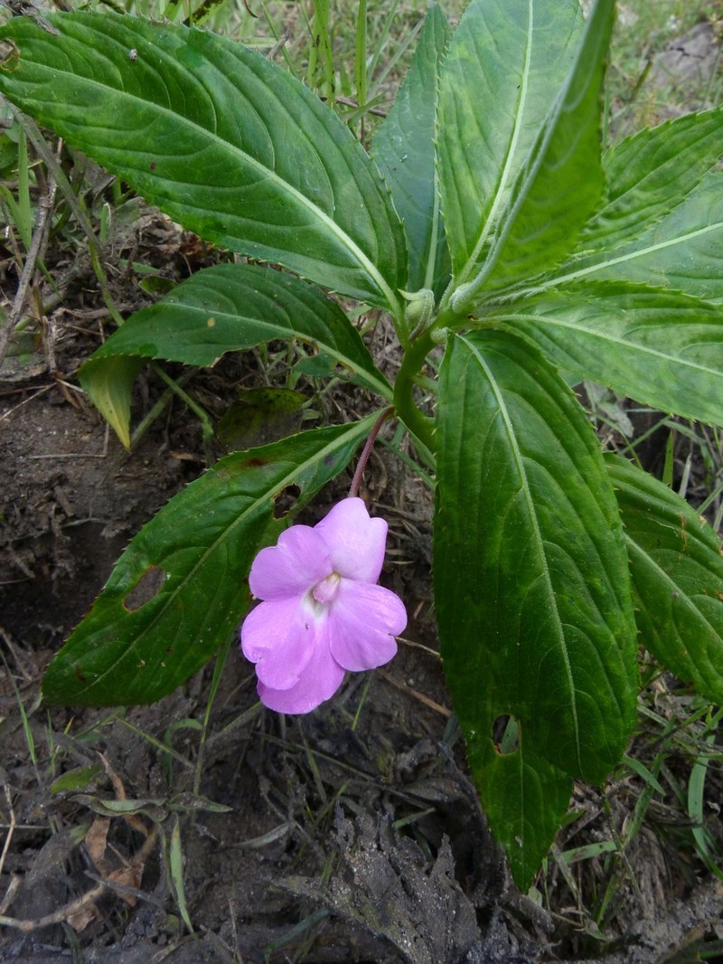 Impatiens irvingii photo 5