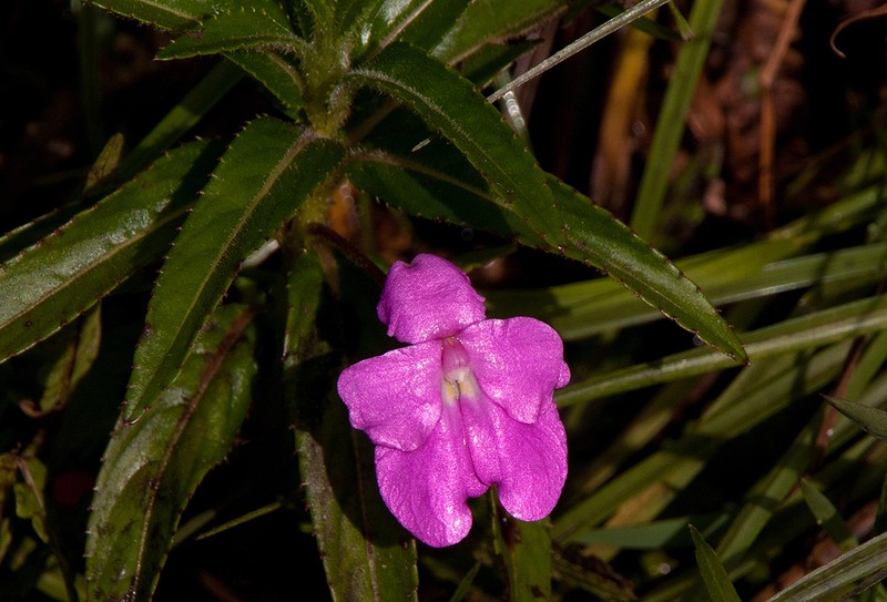 Impatiens irvingii photo 6