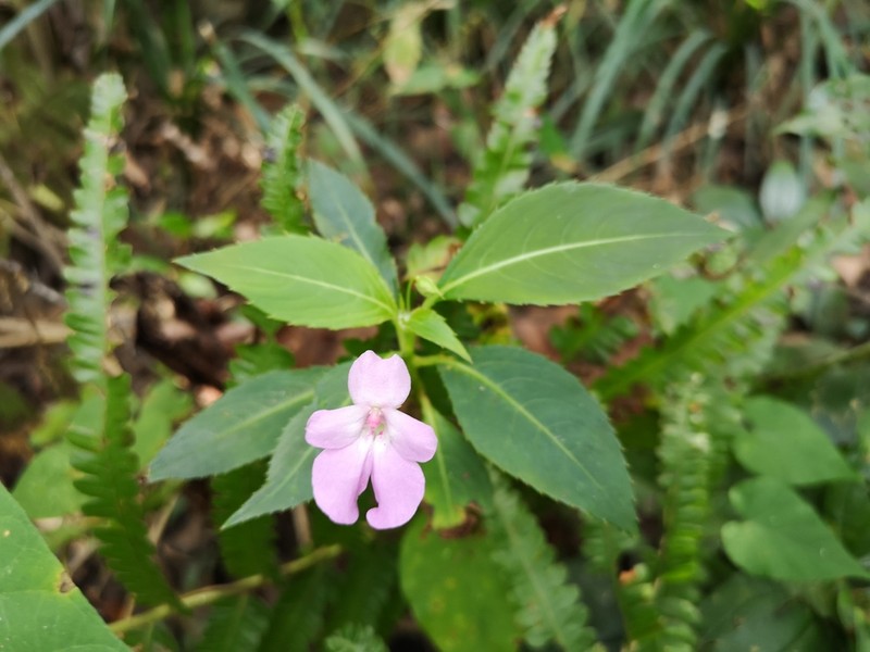 Impatiens irvingii photo 7