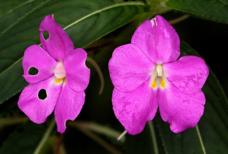 Impatiens irvingii photo 8