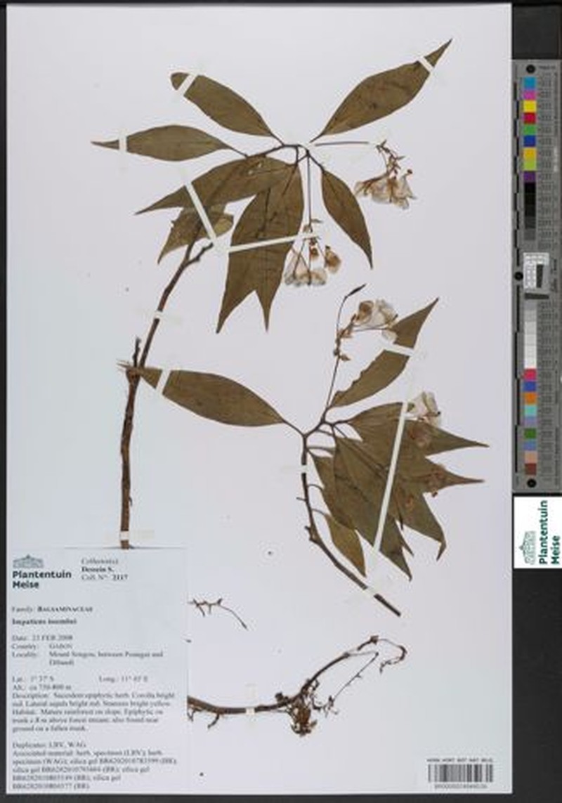 Impatiens issembei