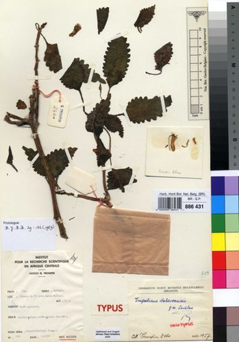 Impatiens iteberoensis