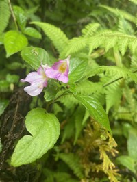 Impatiens jacobdevlasii