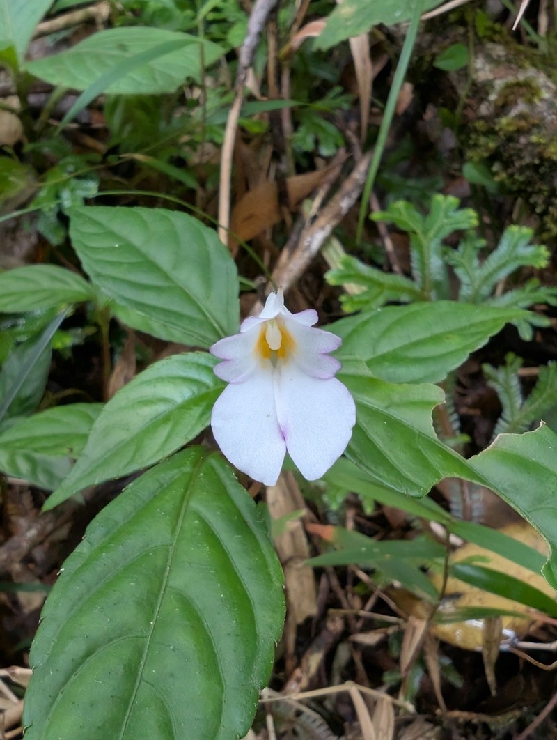 Impatiens jacobdevlasii photo 2