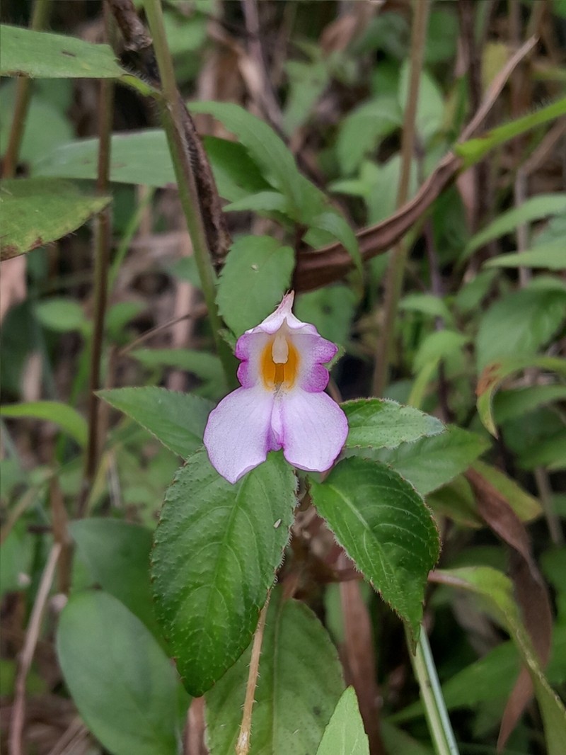 Impatiens jacobdevlasii photo 4