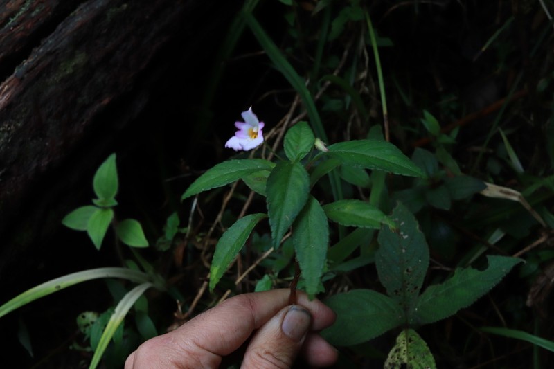 Impatiens jacobdevlasii photo 5