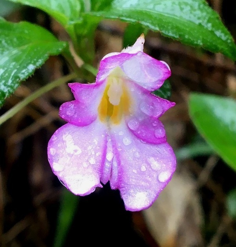 Impatiens jacobdevlasii photo 7