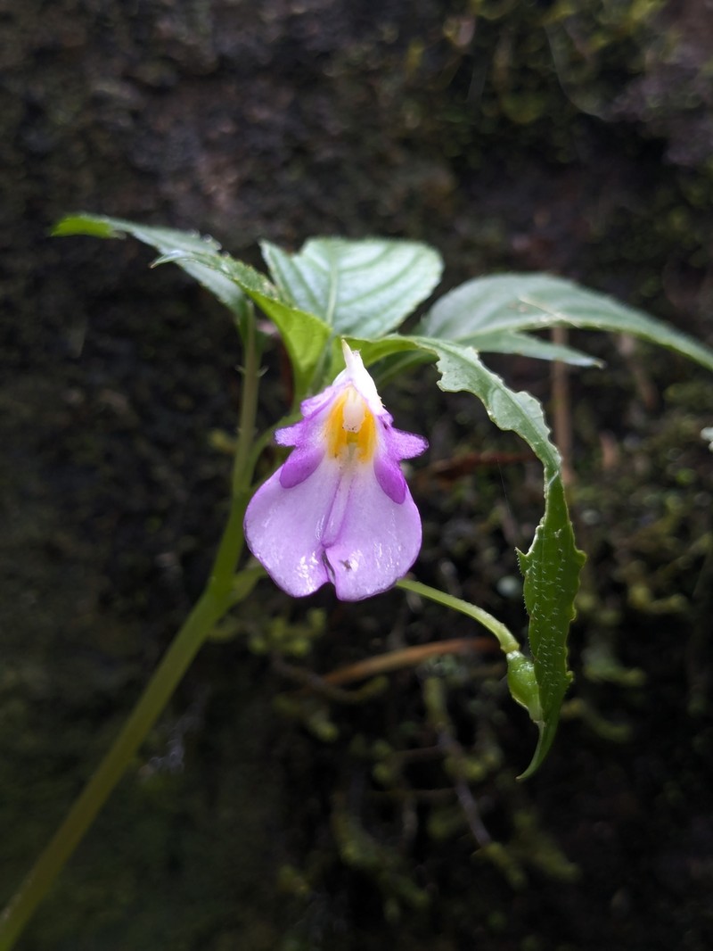 Impatiens jacobdevlasii photo 8