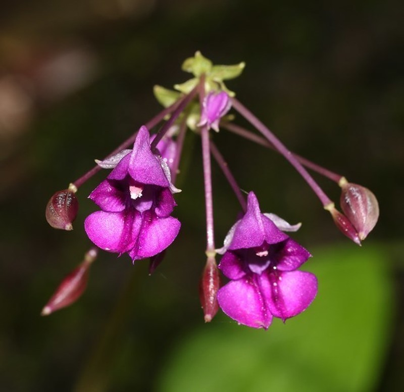 Impatiens janthina photo 2