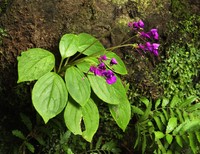 Impatiens janthina