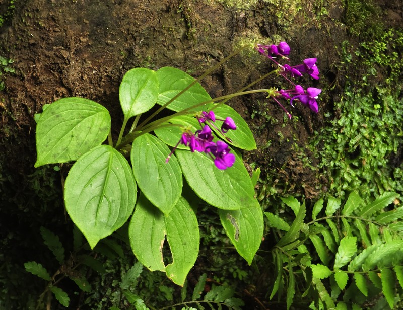 Impatiens janthina