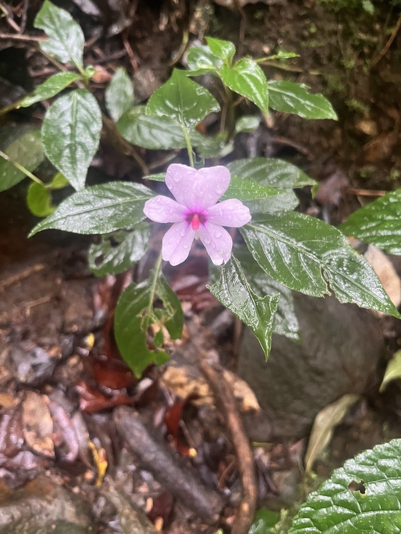 Impatiens javensis