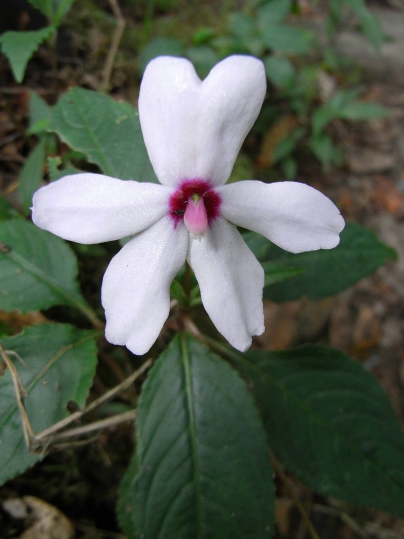 Impatiens javensis photo 2