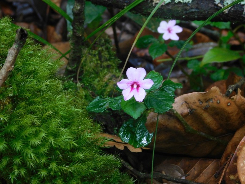 Impatiens javensis photo 3