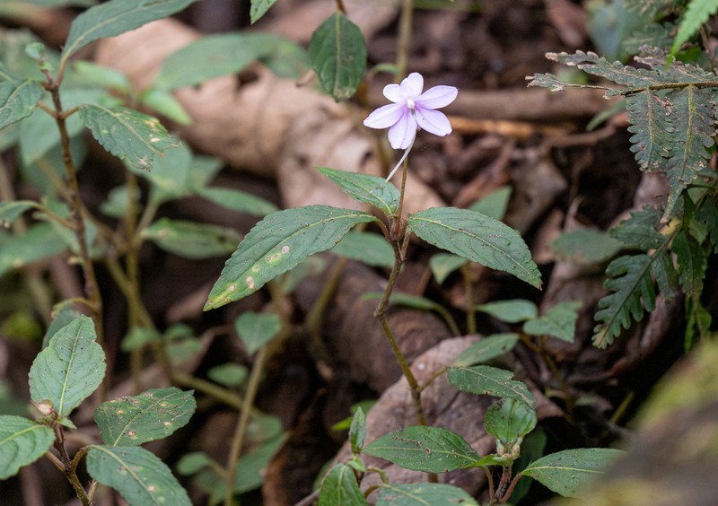 Impatiens javensis photo 4