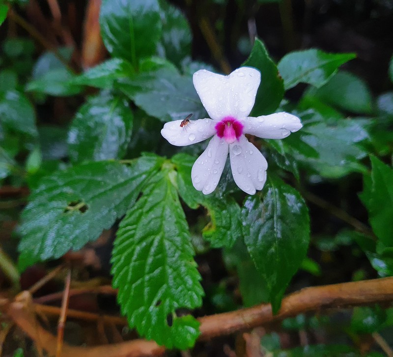 Impatiens javensis photo 5